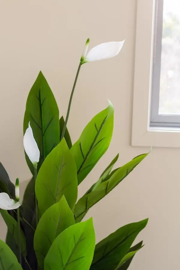The Cozy Cocoon 1 Bed 1 Bath Apartment Christchurch